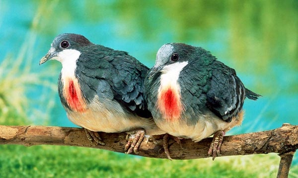 Δείτε το παράξενο περιστέρι που… αιμορραγεί! (pics)