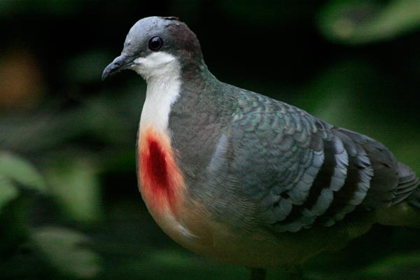 Δείτε το παράξενο περιστέρι που… αιμορραγεί! (pics)