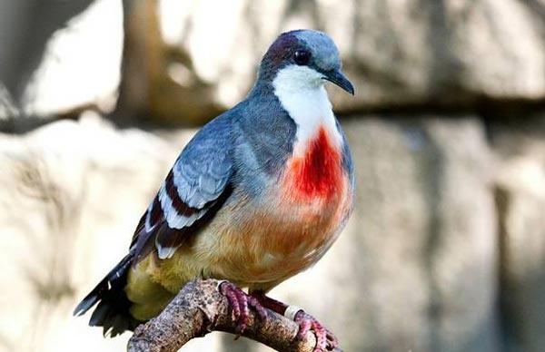 Δείτε το παράξενο περιστέρι που… αιμορραγεί! (pics)