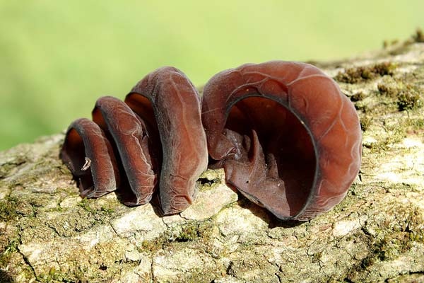 Το αυτί του Ιούδα τρώγεται! (pics)