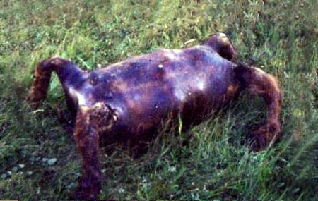 Τα πιο αηδιαστικά αλλά και υγιεινά φαγητά του κόσμου