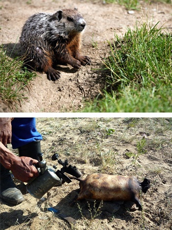 Τα πιο αηδιαστικά αλλά και υγιεινά φαγητά του κόσμου