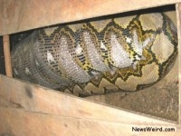 Τεράστιος πύθωνας καταπίνει άνθρωπο! (pics) 