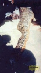 Τεράστιος πύθωνας καταπίνει άνθρωπο! (pics) 