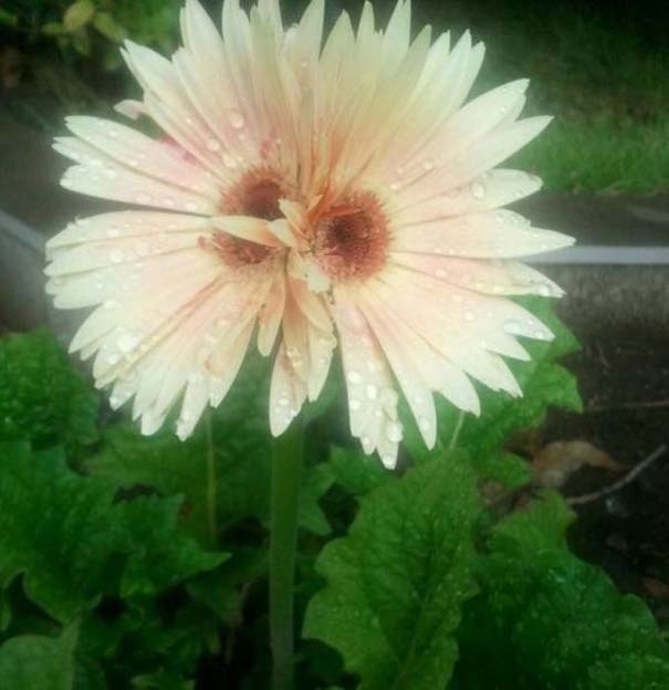 Μεταλλαγμένα προϊόντα από την Φουκουσίμα (pics)