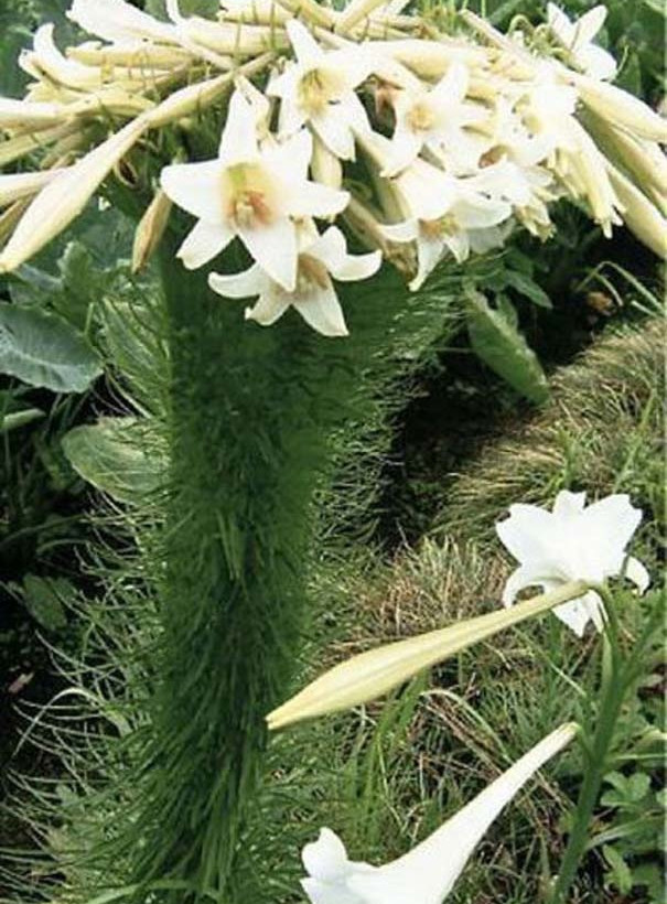 Μεταλλαγμένα προϊόντα από την Φουκουσίμα (pics)