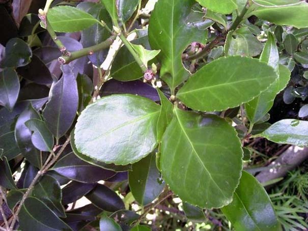 Μεταλλαγμένα προϊόντα από την Φουκουσίμα (pics)