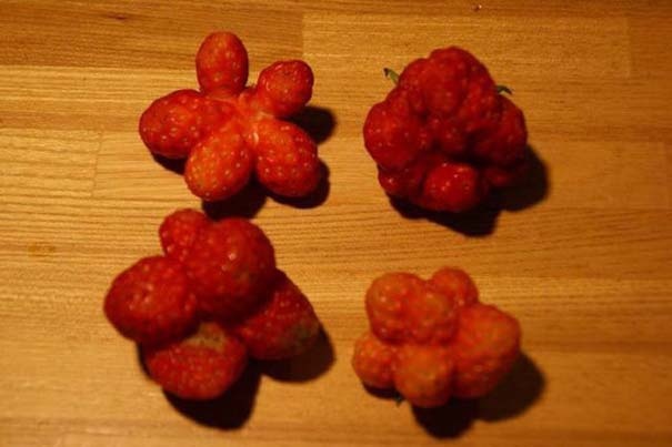 Μεταλλαγμένα προϊόντα από την Φουκουσίμα (pics)