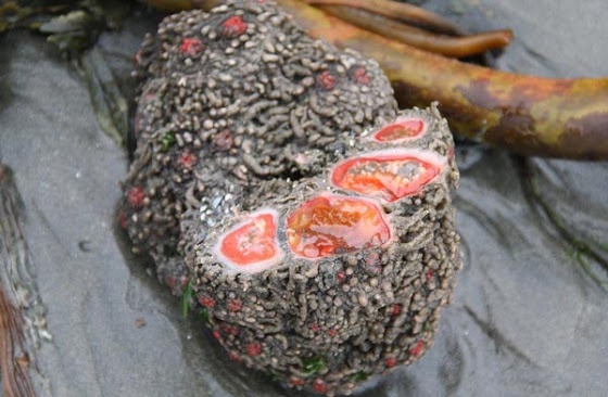 Ένας παράξενος «ζωντανός» βράχος! (pics)