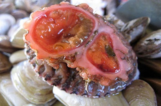 Ένας παράξενος «ζωντανός» βράχος! (pics)