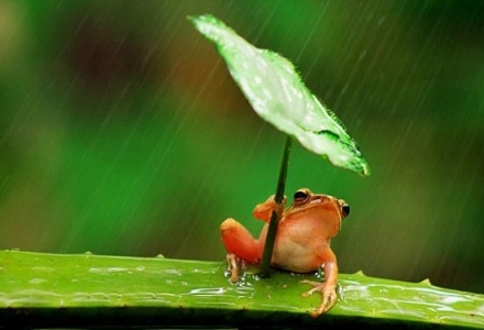 O... έξυπνος βάτραχος που ξετρέλανε το διαδίκτυο! (pics)