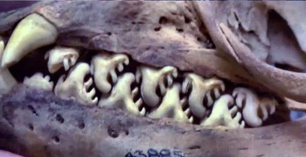 Δεν θα το πιστεύετε: Σε τι ζώο ανήκει αυτό το κρανίο; 