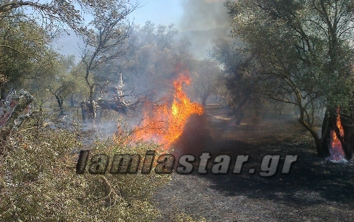 Εκτός ελέγχου η πυρκαγιά στον ελαιώνα της Άμφισσας (Pics+video)