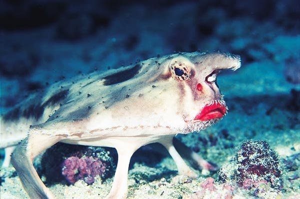 Δείτε σε ποιον ανήκουν αυτά τα κόκκινα «τριχωτά» χείλη!