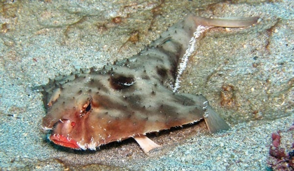 Δείτε σε ποιον ανήκουν αυτά τα κόκκινα «τριχωτά» χείλη!