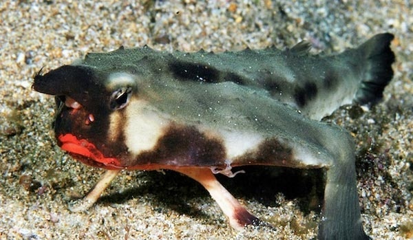 Δείτε σε ποιον ανήκουν αυτά τα κόκκινα «τριχωτά» χείλη!