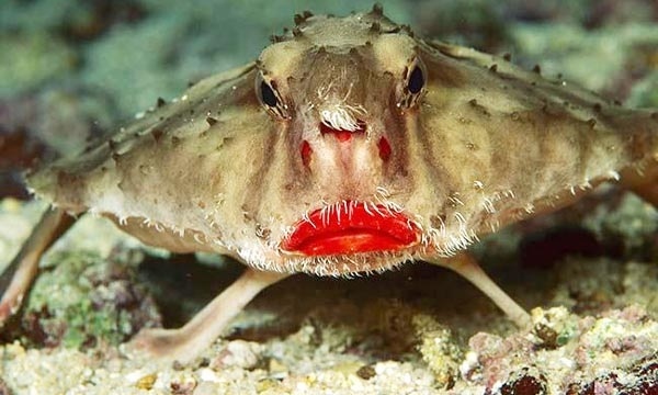 Δείτε σε ποιον ανήκουν αυτά τα κόκκινα «τριχωτά» χείλη!