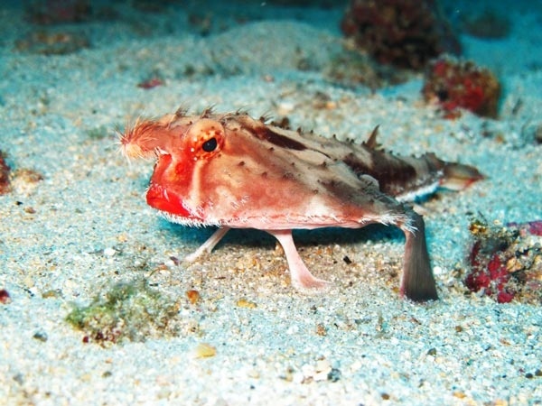 Δείτε σε ποιον ανήκουν αυτά τα κόκκινα «τριχωτά» χείλη!