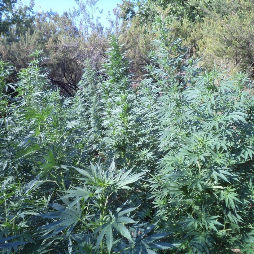 Εντοπίστηκε χασισοφυτεία με 828 δενδρύλλια στον Μυλοπόταμο Ρεθύμνου 