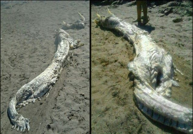 Σάλος στο διαδίκτυο: «Τέρας» ξέβρασε η θάλασσα στην Ισπανία (pics)