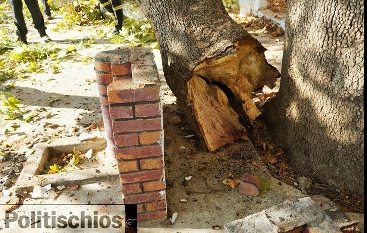 Απίστευτο: Αιωνόβιος πλάτανος «κατάπιε» αυτοκίνητο (pics-vid)