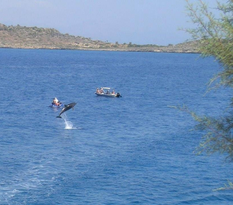 Δελφίνι εντυπωσιάζει λουόμενους στα Μάρμαρα Σφακίων (pics)