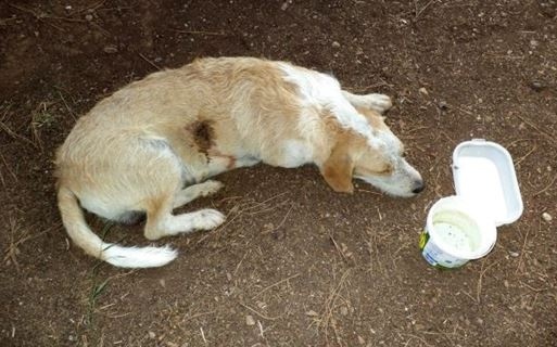 Στυλίδα: Πυροβόλησαν αδέσποτο σκύλο (pic)