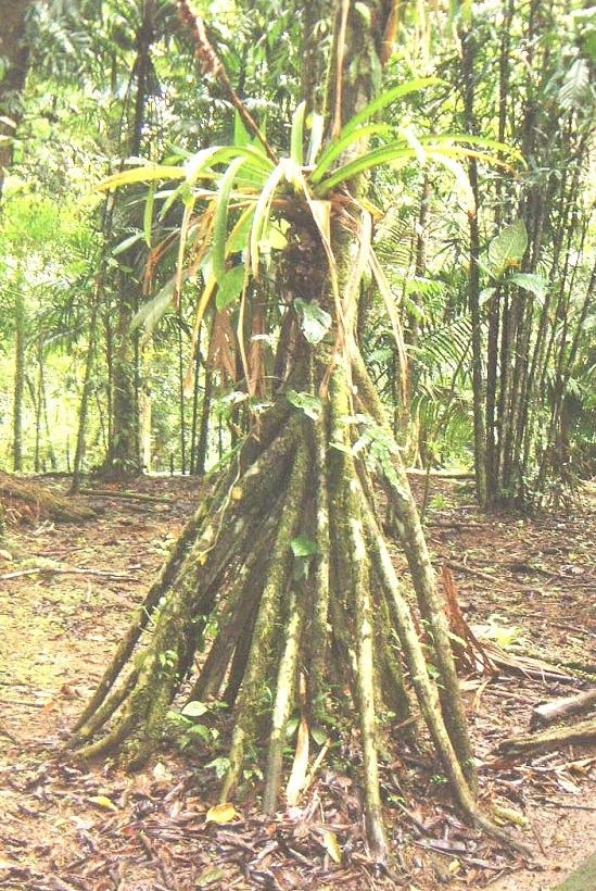 Το δέντρο που…περπατάει! (pics)