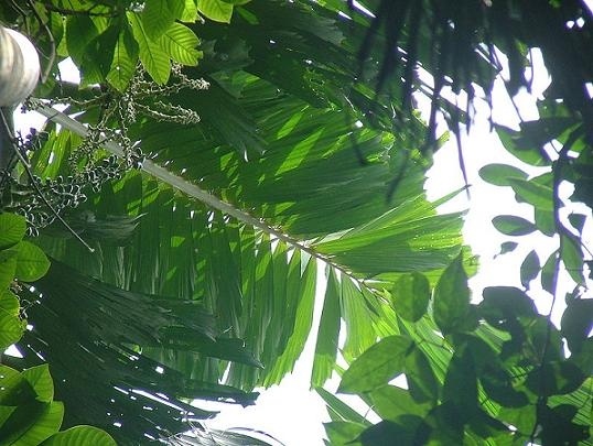 Το δέντρο που…περπατάει! (pics)