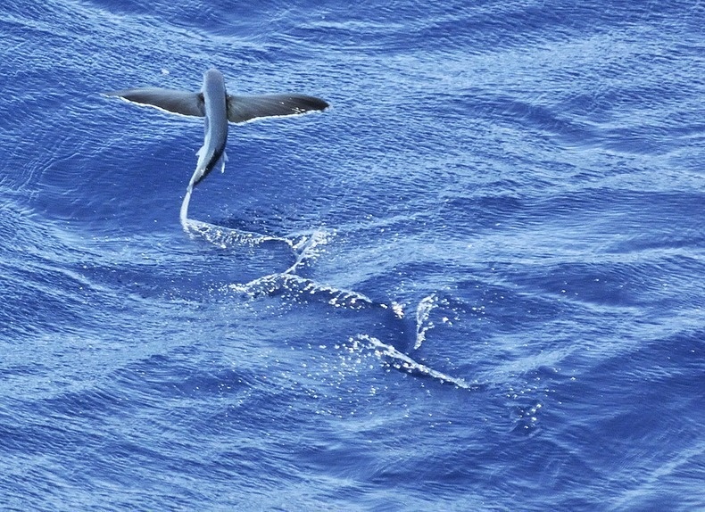 Αυτό είναι το ψάρι που... πετάει! (pics)