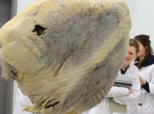 Μπορείτε να μαντέψετε τι είναι αυτό; 