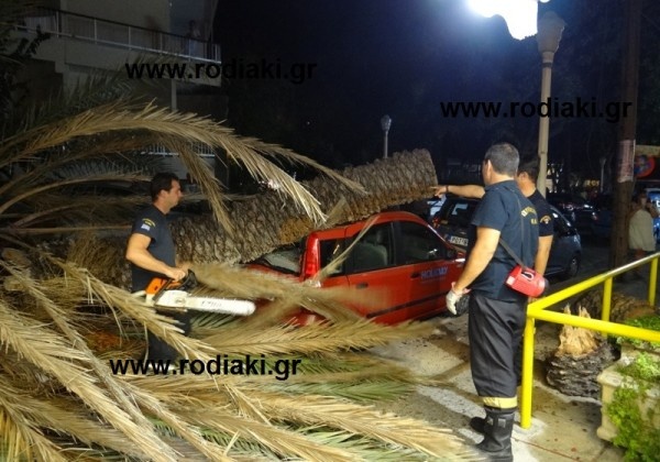 Πανικός από πτώση φοινικόδεντρου στη Ρόδο (pics+vid)