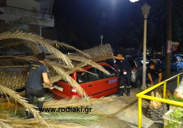 Πανικός από πτώση φοινικόδεντρου στη Ρόδο (pics+vid)