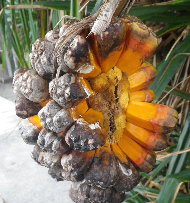 Hala: Δείτε ένα φρούτο που δεν ξέρατε ότι υπάρχει