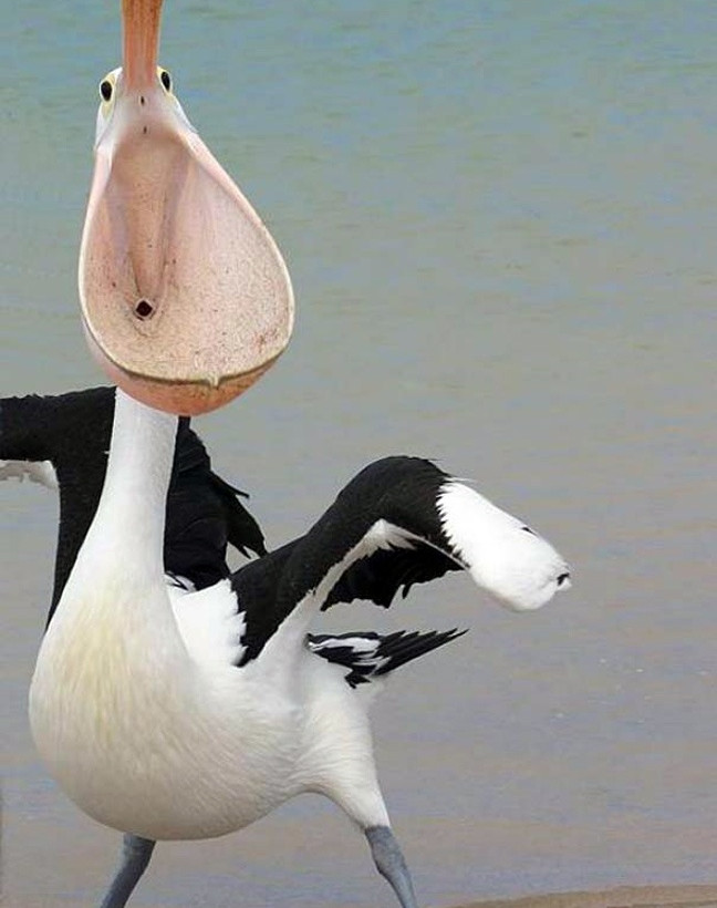 Όταν ο φακός πετυχαίνει την κατάλληλη στιγμή γίνονται θαύματα… (pics)