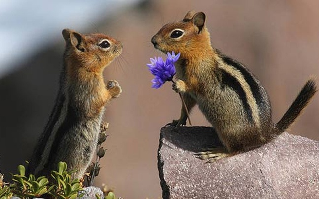 Ο βήχας και ο έρωτας δεν κρύβονται… ακόμα στα ζώα (pics)