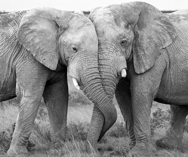 Ο βήχας και ο έρωτας δεν κρύβονται… ακόμα στα ζώα (pics)