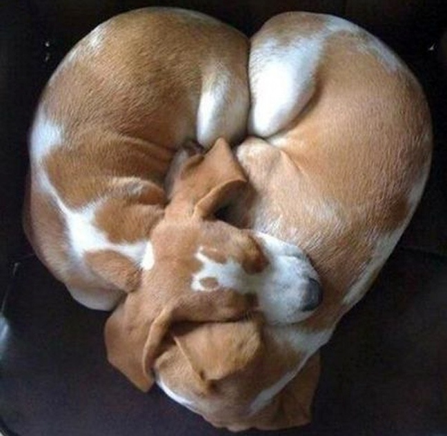 Ο βήχας και ο έρωτας δεν κρύβονται… ακόμα στα ζώα (pics)