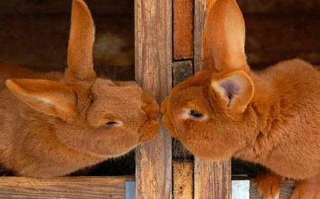 Ο βήχας και ο έρωτας δεν κρύβονται… ακόμα στα ζώα (pics)