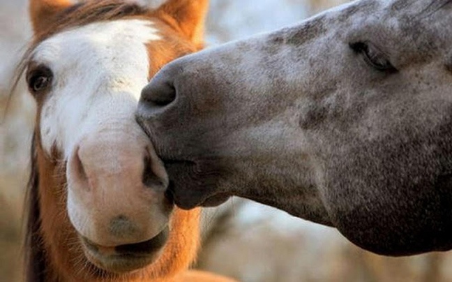 Ο βήχας και ο έρωτας δεν κρύβονται… ακόμα στα ζώα (pics)