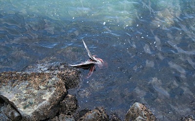 Φωτογραφίες: Χταπόδι πνίγει γλάρο τραβώντας τον στο βυθό!