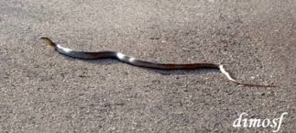 Καστοριά: Η εικόνα που «πάγωσε το αίμα» των περαστικών!