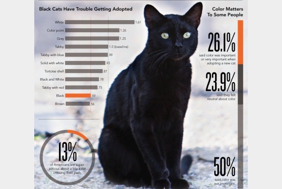 Όλη η αλήθεια για τις μαύρες γάτες