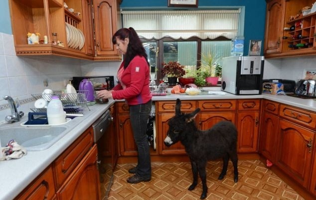 Γαϊδουράκι πιστεύει ότι μια γυναίκα είναι η μαμά του