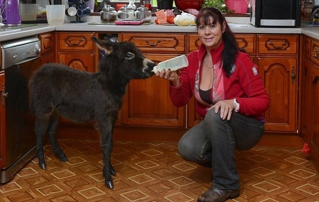 Γαϊδουράκι πιστεύει ότι μια γυναίκα είναι η μαμά του