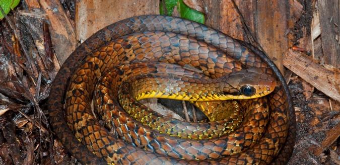 441 νέα είδη ζωής σε δάσος του Αμαζονίου