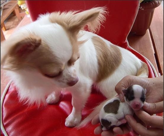 Ένα τσιουάουα με καρδιά... στο τρίχωμά του!