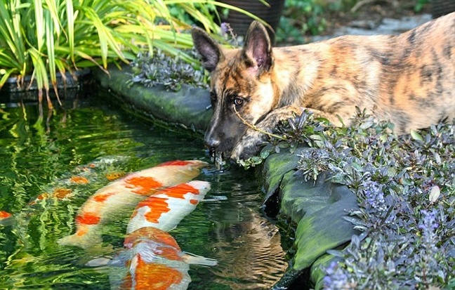 Ένας σκύλος που αγαπάει να παίζει με τα ψάρια (pics) 