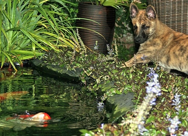 Ένας σκύλος που αγαπάει να παίζει με τα ψάρια (pics) 