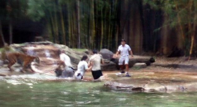 Εικόνες-ΣΟΚ: Τίγρης δάγκωσε εκπαιδευτή στο λαιμό